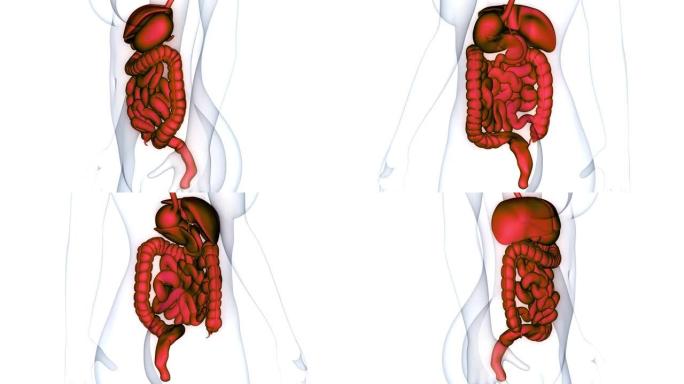 人体消化系统解剖动画概念