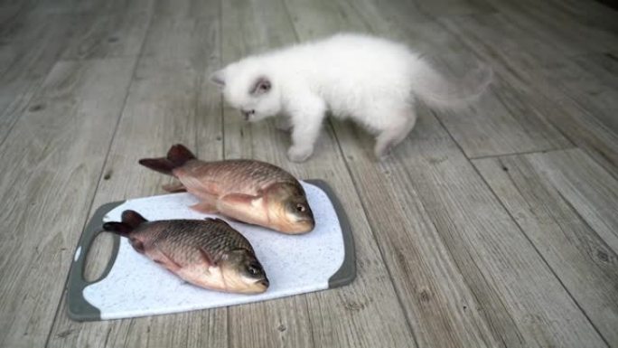 猫吃美味的鱼。猫吃鱼的特写镜头