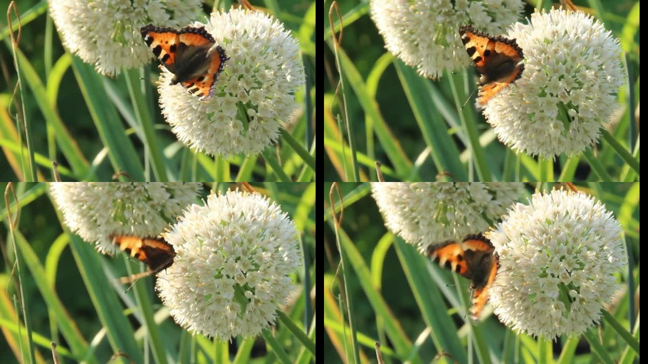 一只明亮的蝴蝶在一个大的圆形花上爬行，在阳光明媚的日子里轻拂翅膀。