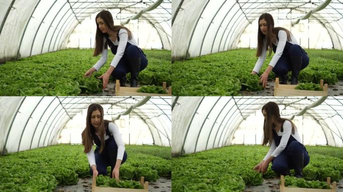 女农民在温室中收获蔬菜