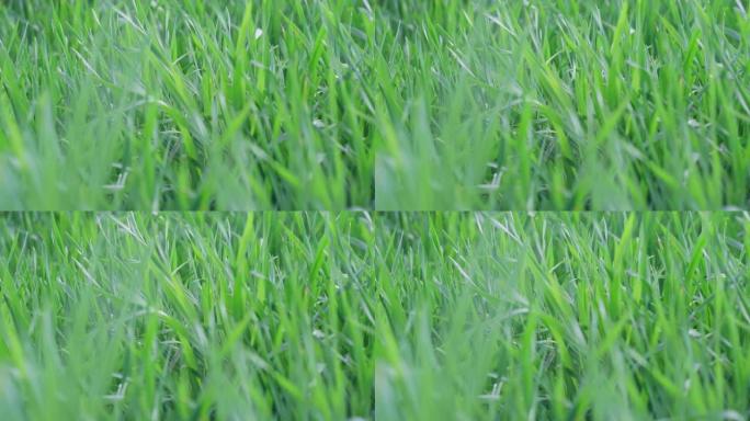 草在实时镜头中随风飘动。绿草特写，选择性聚焦。绿色多汁的草坪或在田间种植农作物。春天的草地茂密地长满