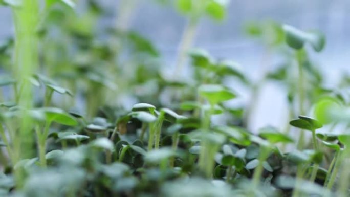 豆瓣菜沙拉微型蔬菜生长在家庭窗台上的托盘中。慢动作，特写。健康饮食的概念，素食的概念。家庭园艺