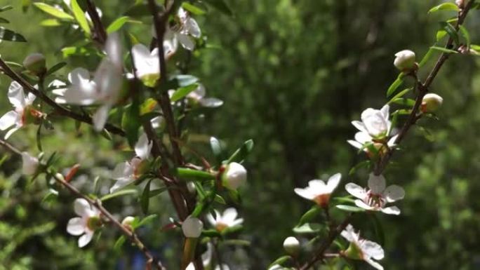 麦卢卡 (Leptospermum scoparium) 茶树花