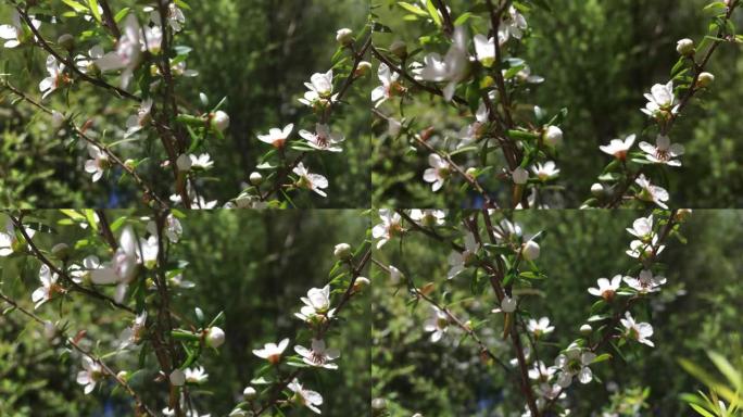麦卢卡 (Leptospermum scoparium) 茶树花