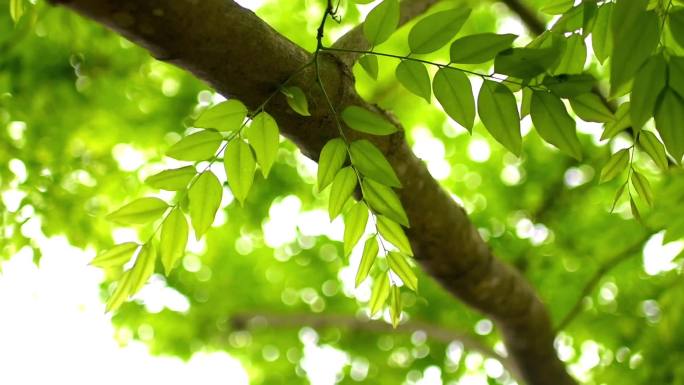 春天  夏天 植物 树叶 叶子空镜