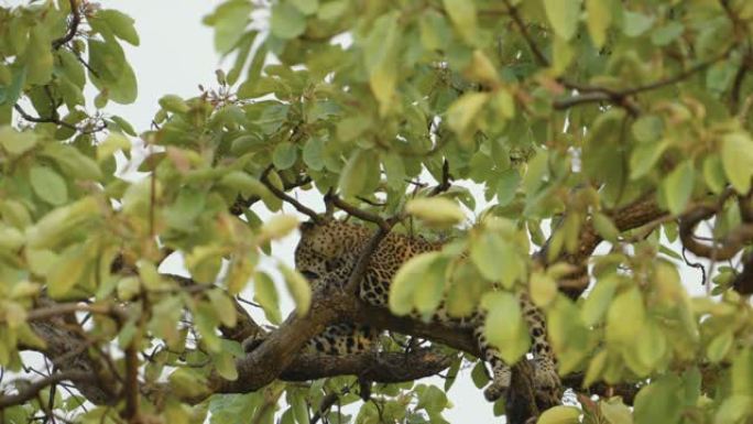 在Tadoba和hari老虎保护区的树枝上放松和睡觉的豹子