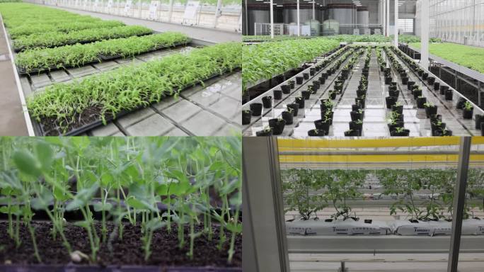 无土栽培科技助农绿色蔬菜现代种植