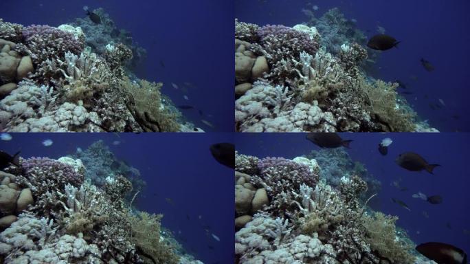 海百合，海洋中的水下生物。热带鱼