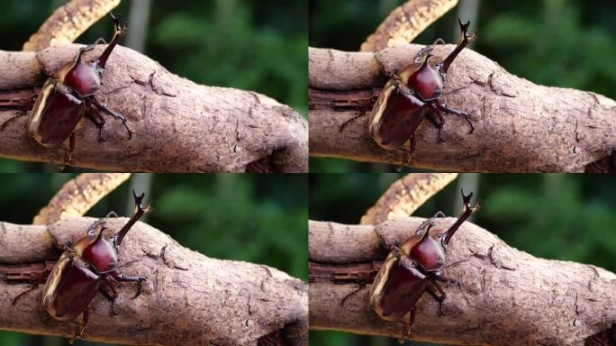 雄性红棕色甲虫。日本犀牛甲虫。