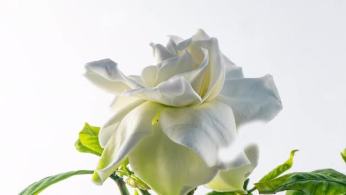 美丽的白色栀子花茉莉花在白色背景上的延时。4k视频。情人节，母亲节，春天，节日，爱情，生日，复活节概