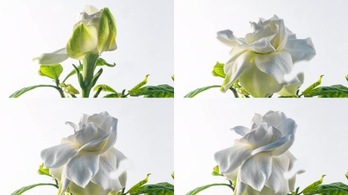 美丽的白色栀子花茉莉花在白色背景上的延时。4k视频。情人节，母亲节，春天，节日，爱情，生日，复活节概