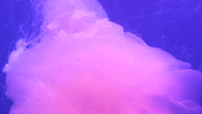 果冻鱼粉色水母软体海洋生物
