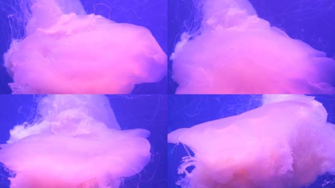 果冻鱼粉色水母软体海洋生物