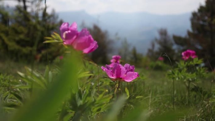 山里的野生粉色牡丹花