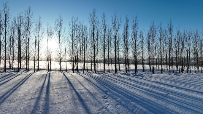 农田间的防风林带杨树林雪景