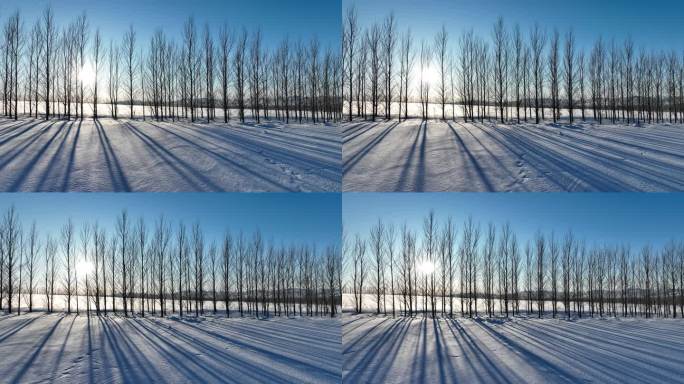 农田间的防风林带杨树林雪景