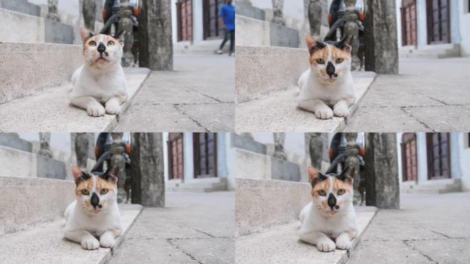 桑给巴尔肮脏石镇街道上的非洲无家可归的破旧三色猫