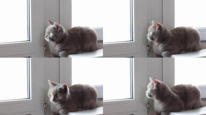 窗台上漂亮的灰色英国猫。勃艮第猫鼻子。软宠物