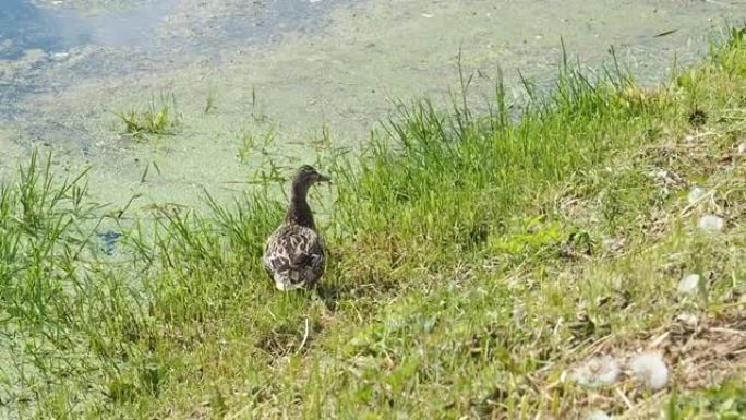 一只鸭子坐在河岸上的草地上，刷羽毛看着