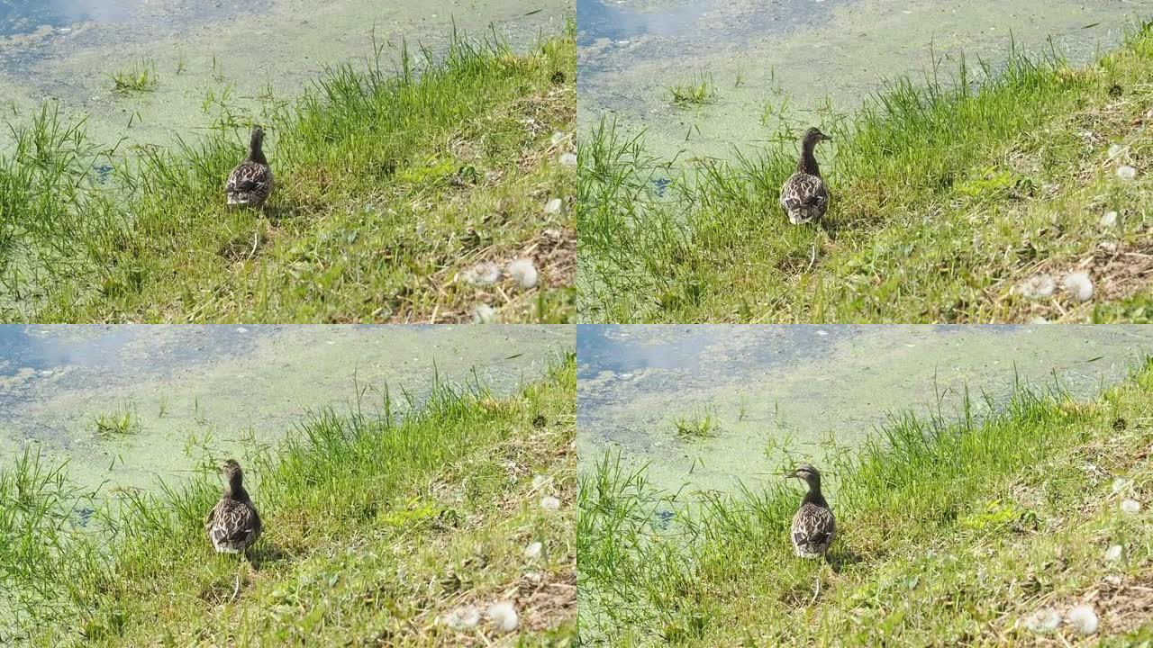 一只鸭子坐在河岸上的草地上，刷羽毛看着