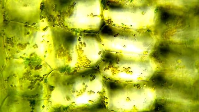 显微镜下的植物细胞，时间流逝