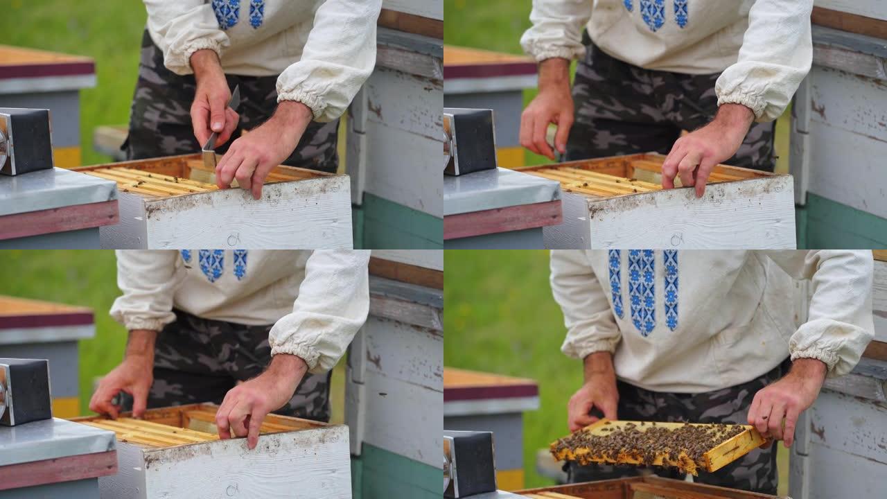 养蜂人正在养蜂场上与蜜蜂和蜂箱一起工作。蜂巢的框架