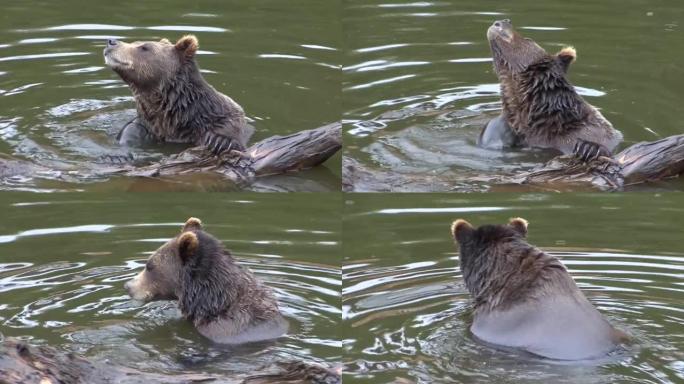 熊坐在水中，用脚挠脖子。阿拉斯加的野生动物。