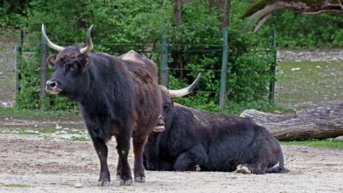 Aurochs，Bos primigenius taurus在德国公园-国内高地牛