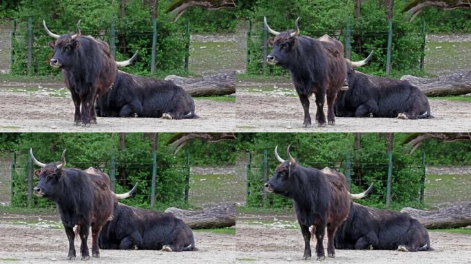 Aurochs，Bos primigenius taurus在德国公园-国内高地牛