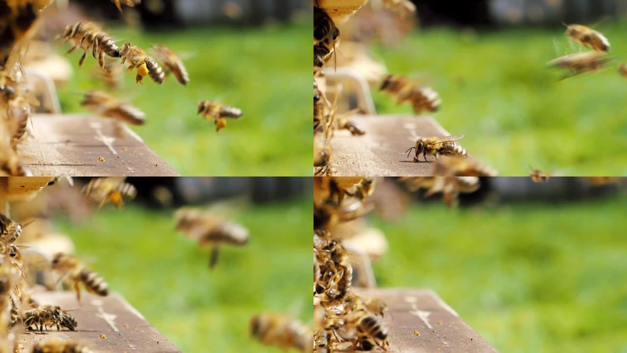 一群蜜蜂在慢动作高清视频中携带花粉到蜂巢。