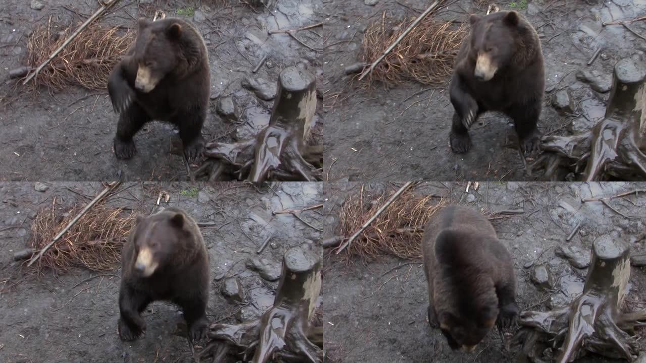 黑熊做了一个有趣的手势。阿拉斯加的野生动物。