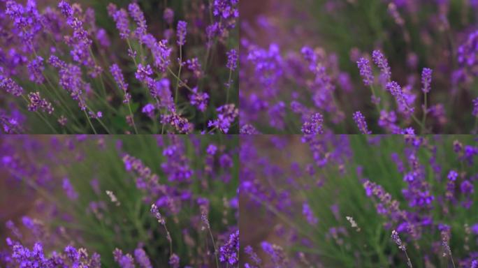 紫色的斑块在盛开的薰衣草地里。