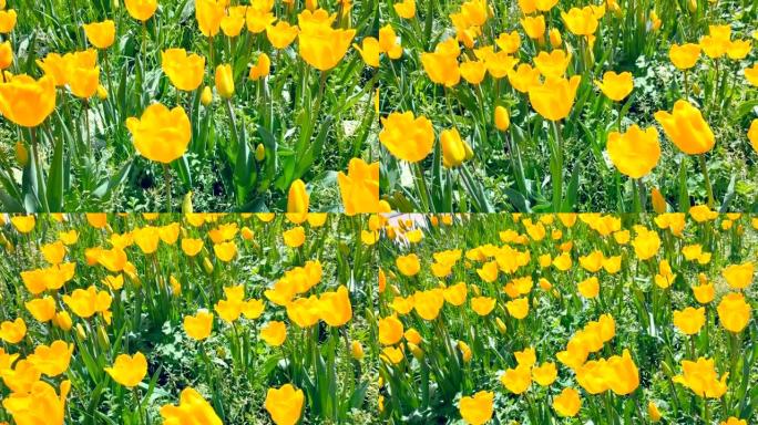 黄花郁金香。一组五颜六色的郁金香。郁金香特写视频4k。明亮多彩的郁金香照片背景。春天和春天的自然概念