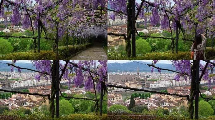 游客欣赏从米开朗基罗广场附近带有紫藤隧道的美丽花园看到的佛罗伦萨城市。意大利