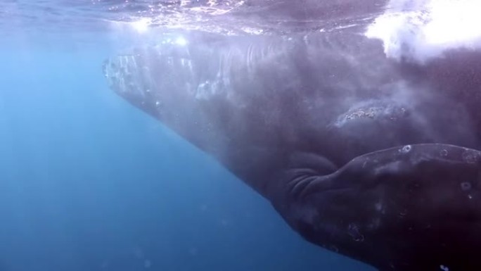 海洋水下海洋生物中的鲸鱼座头鲸巨型夜蛾。