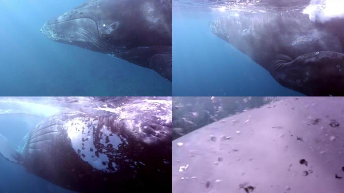 海洋水下海洋生物中的鲸鱼座头鲸巨型夜蛾。