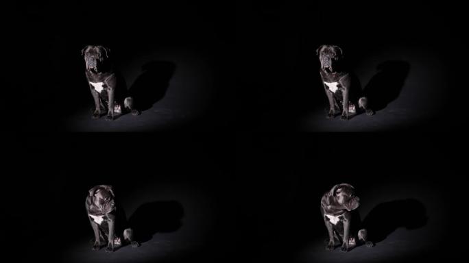 Cane Corso在聚光灯下在黑色背景上的黑暗工作室中。宠物坐在一圈光线中完全生长。慢动作。特写