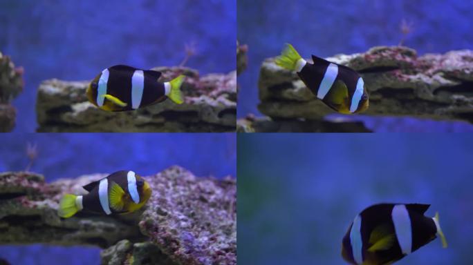 水下热带小丑鱼，双足动物，异国水族馆