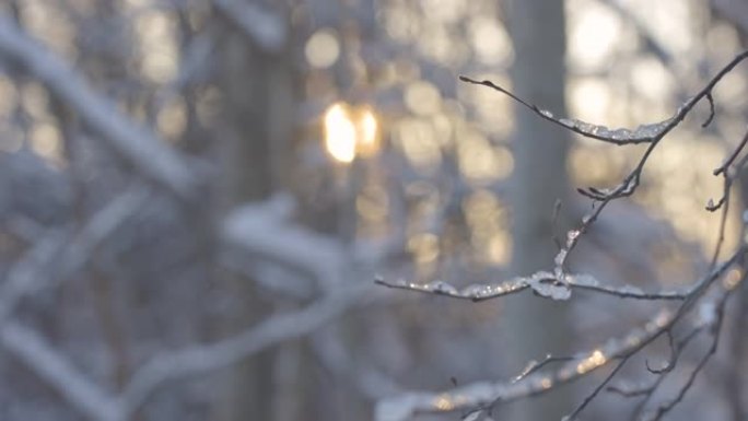 树枝上的白色雪冰
