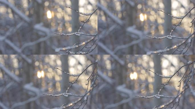 树枝上的白色雪冰