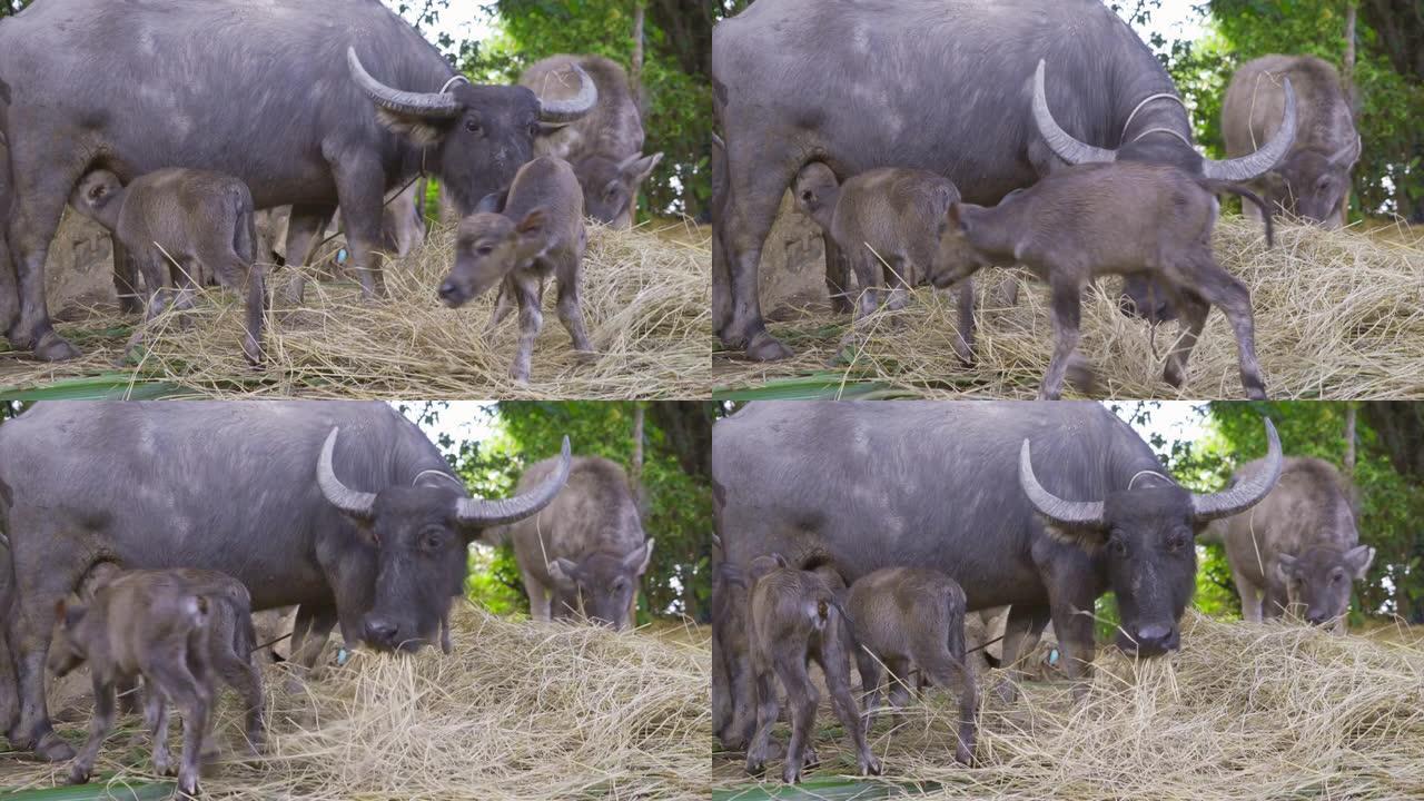 刚出生的小牛犊。农场里的泰国水牛。农业中的动物。