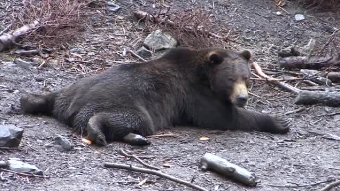 在雨天，黑熊完全平躺在肚子上。朝镜头看。阿拉斯加的野生动物。
