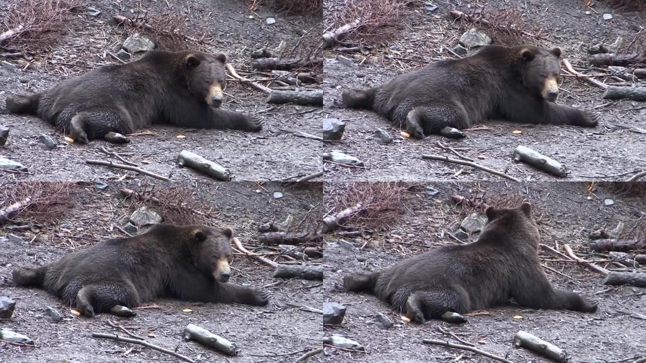 在雨天，黑熊完全平躺在肚子上。朝镜头看。阿拉斯加的野生动物。