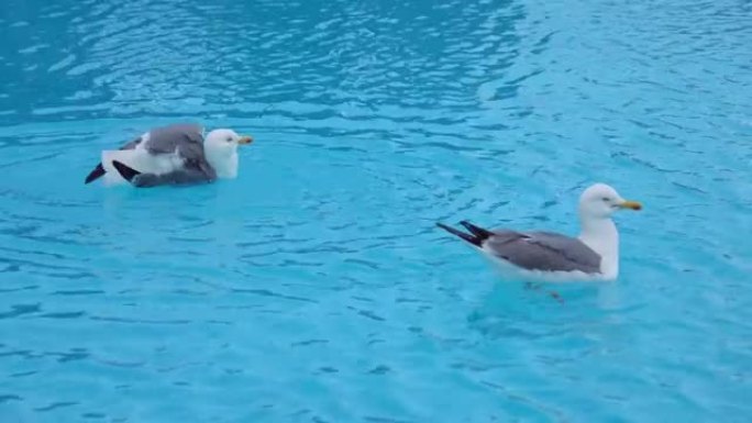 两只海鸥在4k的游泳池里游泳
