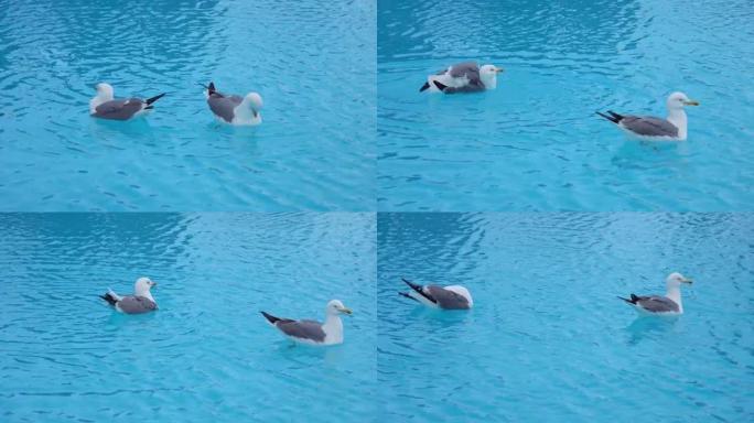 两只海鸥在4k的游泳池里游泳