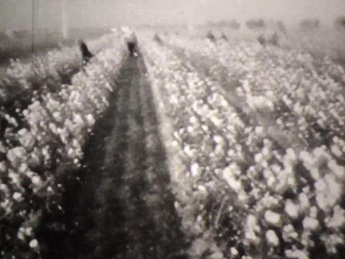 棉花丰收 60年代 70年代 亩产提高