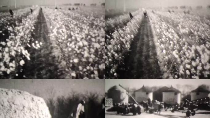 棉花丰收 60年代 70年代 亩产提高