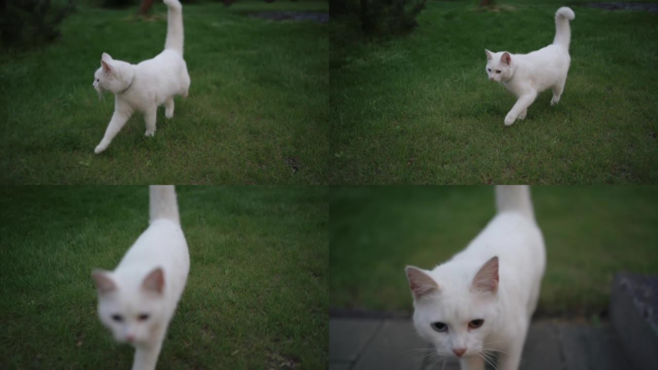 柔软专注可爱的白色蓬松猫在绿草地上奔跑。大自然散步的家庭宠物。