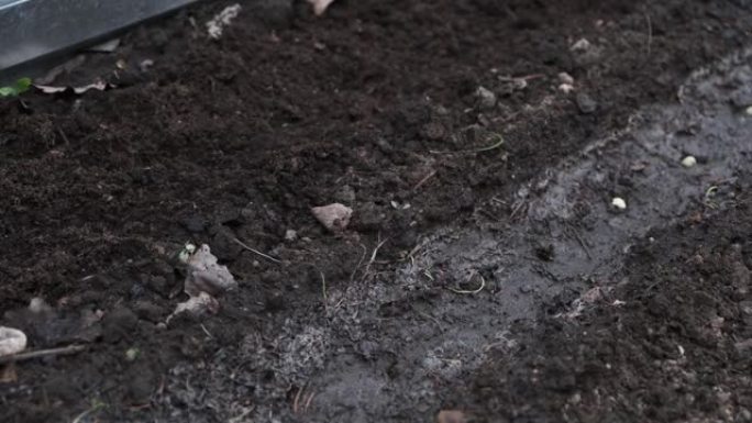 孩子用棍子打一个洞，在肥沃的土壤床上种植豌豆种子，季节性园艺和播种，蒙特梭利园艺培训技能