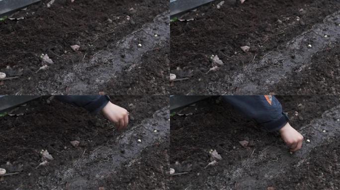 孩子用棍子打一个洞，在肥沃的土壤床上种植豌豆种子，季节性园艺和播种，蒙特梭利园艺培训技能